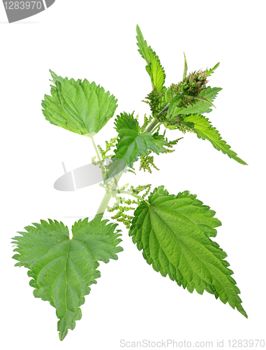 Image of One branch of green nettle