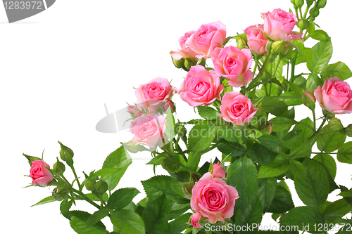 Image of Bush with pink roses and green leafes