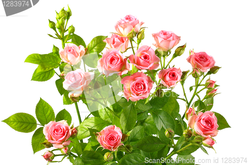 Image of Bush with pink roses and green leafes