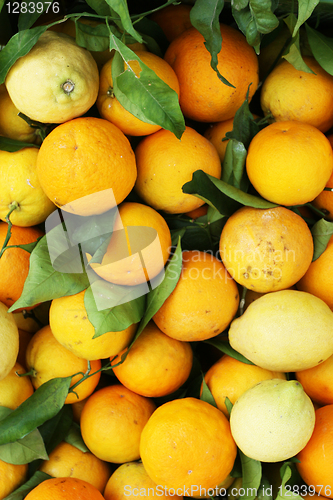 Image of Oranges