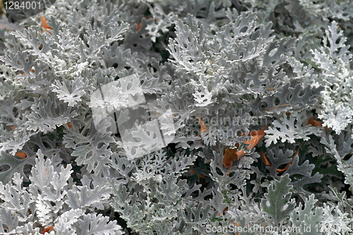 Image of beautiful leaves of gray