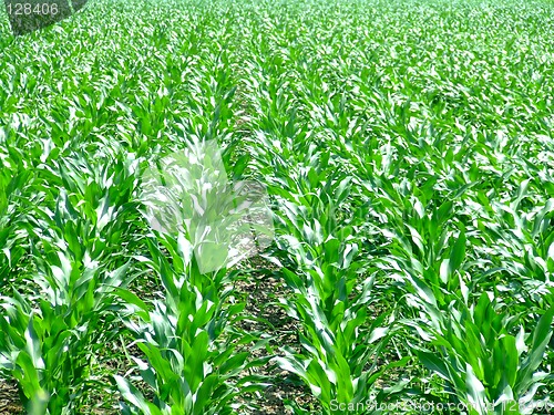 Image of Corn field lines