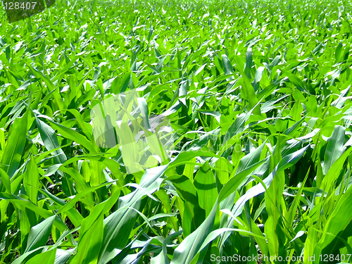 Image of Corn leafs