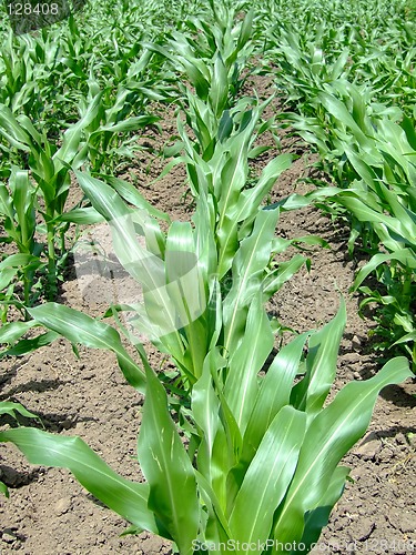 Image of Corn ridge closeup