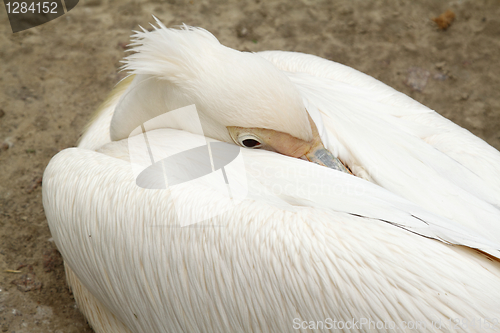 Image of Pelican in zoo