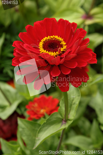 Image of Red zinnia