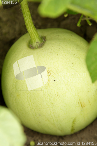 Image of Watermelon in the kitchen-garden