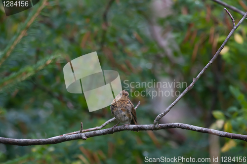 Image of Young robin