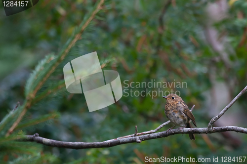 Image of Young robin