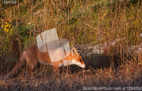 Image of Hunting fox