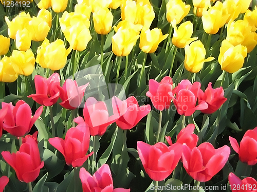Image of beautiful tulips background