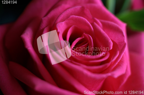 Image of beautiful rose