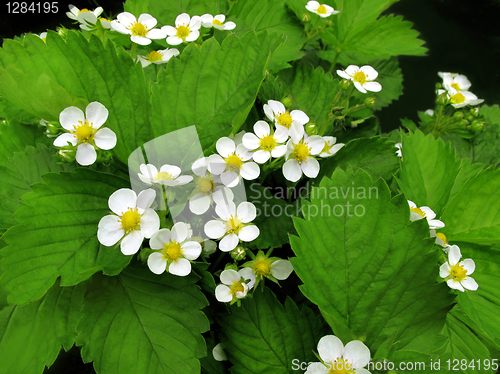 Image of blossoming strawberry