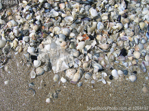 Image of sea shells on the beach