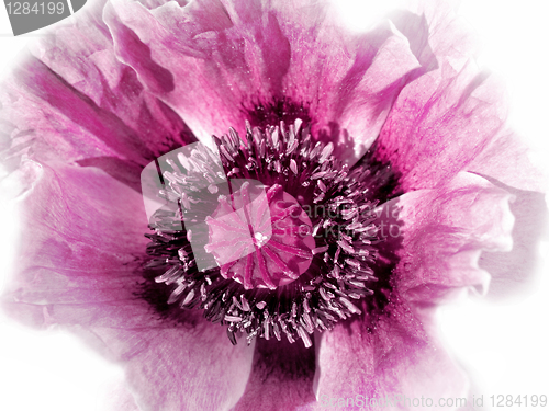Image of pink poppy on white