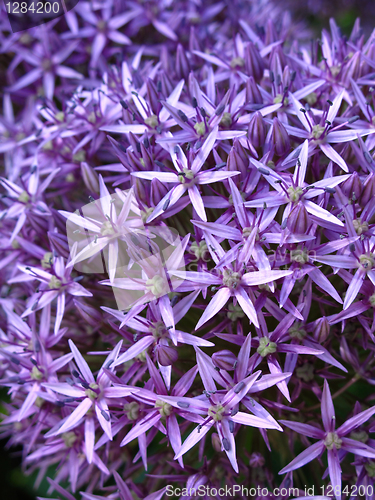 Image of blossoming purple allium background