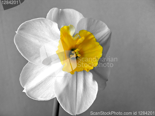 Image of daffodils (narcissus)