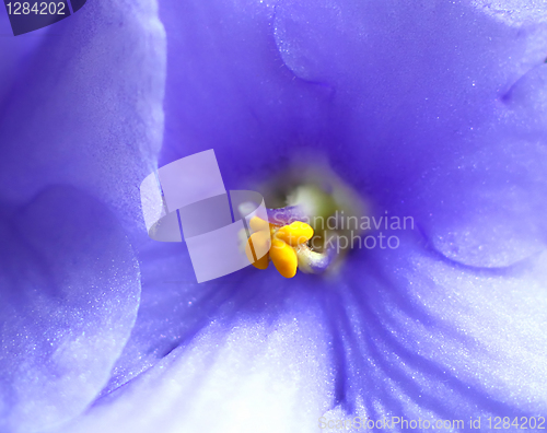 Image of beautiful violet flower