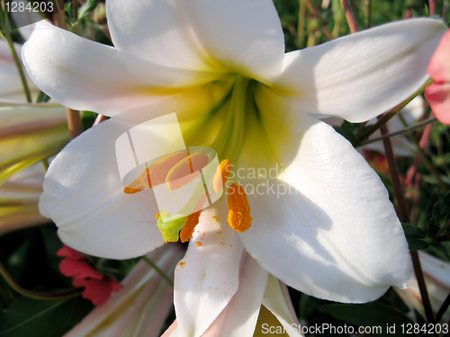 Image of beautiful white lily 