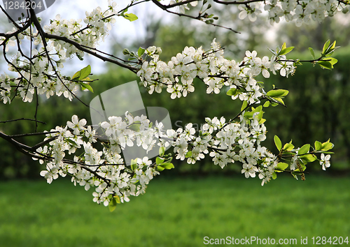 Image of branch of a blossoming tree