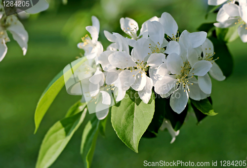 Image of branch of a blossoming tree