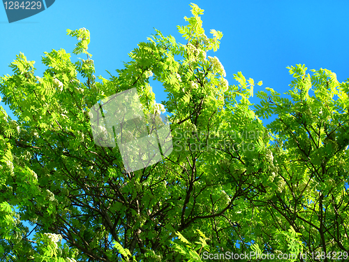 Image of green tree on a blue sky background