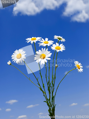 Image of Wild daisies bouquet