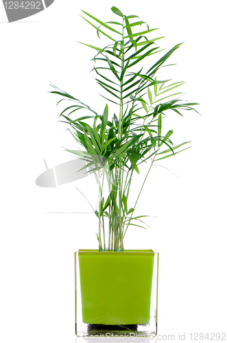 Image of Houseplant