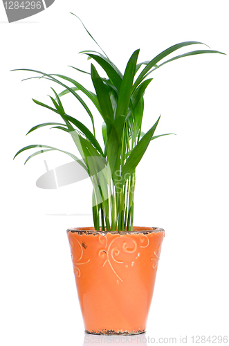 Image of Houseplant