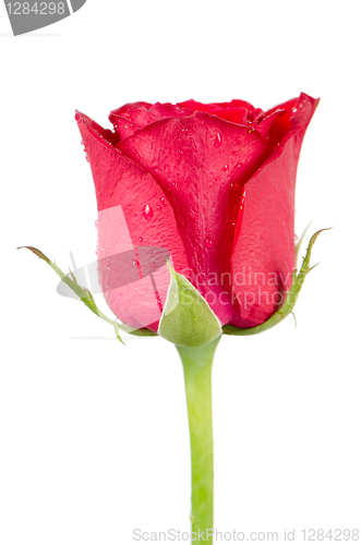 Image of Pink rose flower