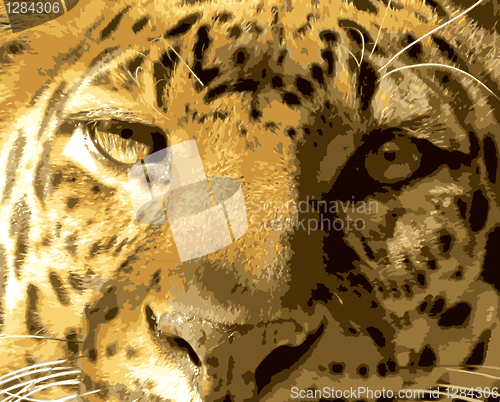 Image of Close-up Leopard Face Front View 