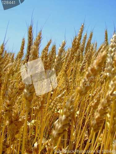 Image of Wheat ear