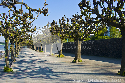 Image of Rhine promenade in Bonn