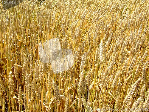 Image of Wheat field