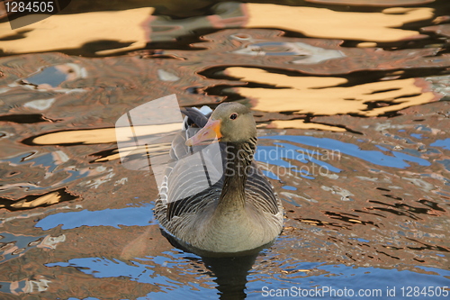 Image of Duck in a pond