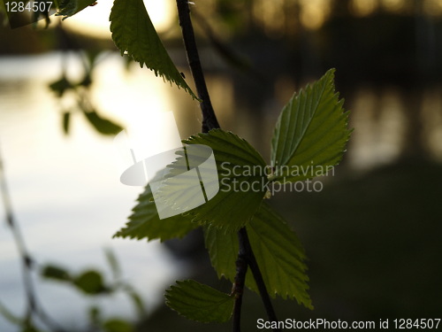 Image of green leaves