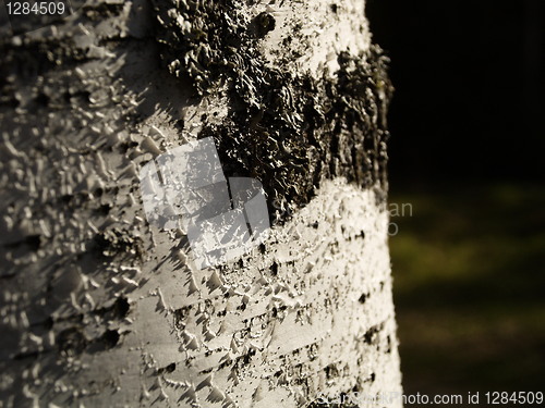 Image of birch bark