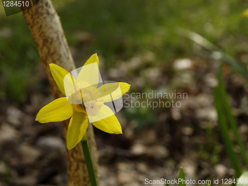 Image of yellow flower