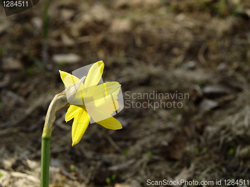 Image of yellow flower