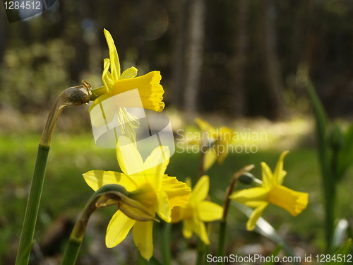 Image of yellow flowers