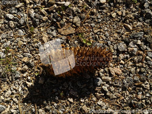 Image of pine cone