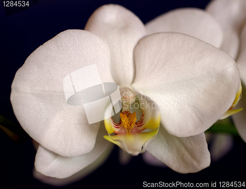 Image of White orchid