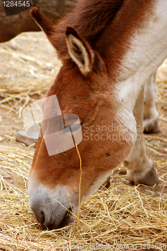 Image of Przewalski's Horse
