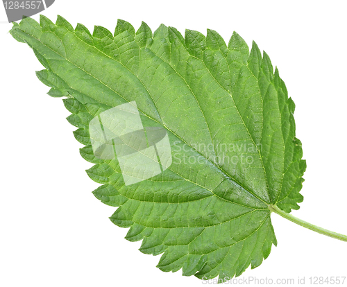 Image of One green leaf of nettle