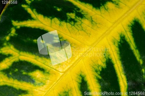 Image of Green leaf with yellow veins 