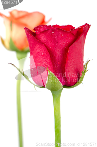 Image of Rose flowers