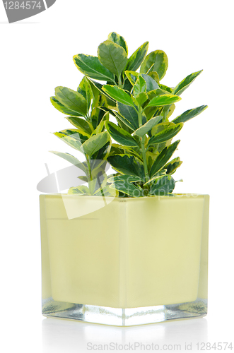 Image of Houseplant