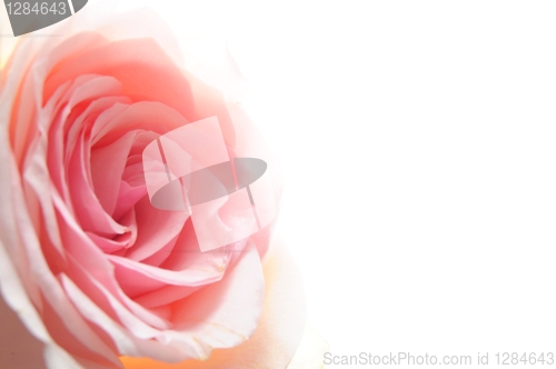 Image of rose flower