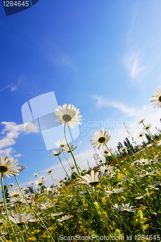 Image of flower in summer under blue sky