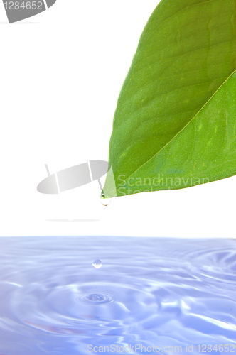 Image of leaf and water
